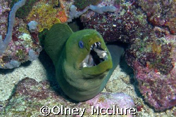 Green Moray, Just breathing by Olney Mcclure 